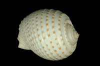 藏品(花點鶉螺)的圖片